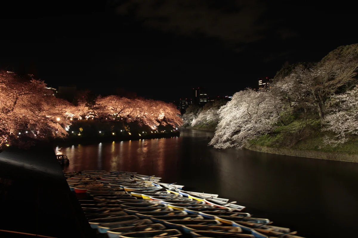 投稿写真：春のたしなみ