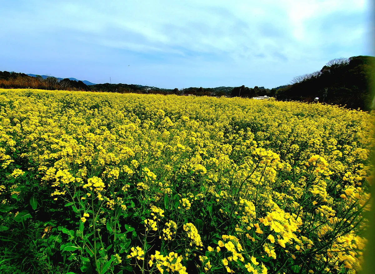 投稿写真：菜の花畑
