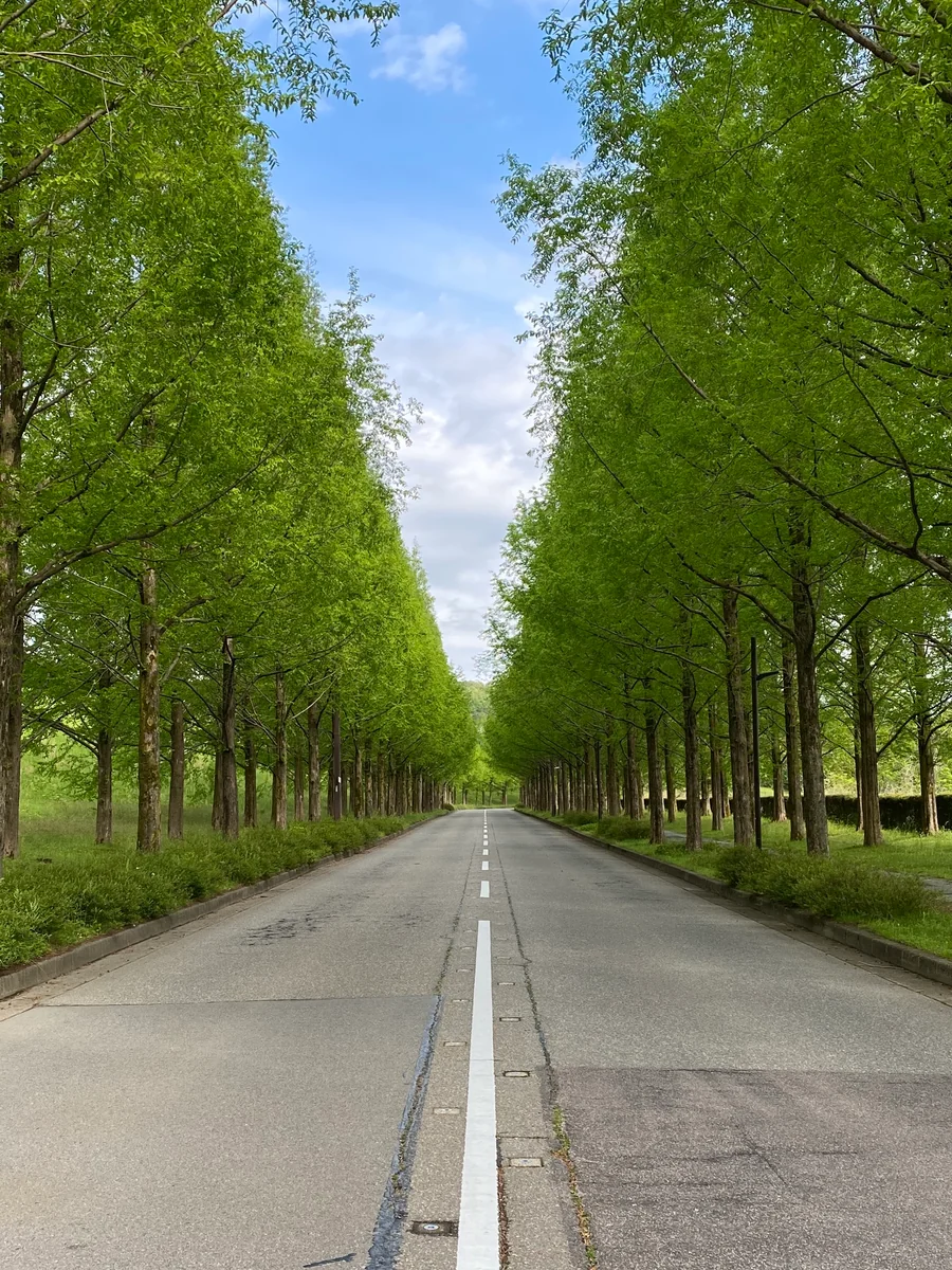 投稿写真：金沢太陽が丘メタセコイア並木通り