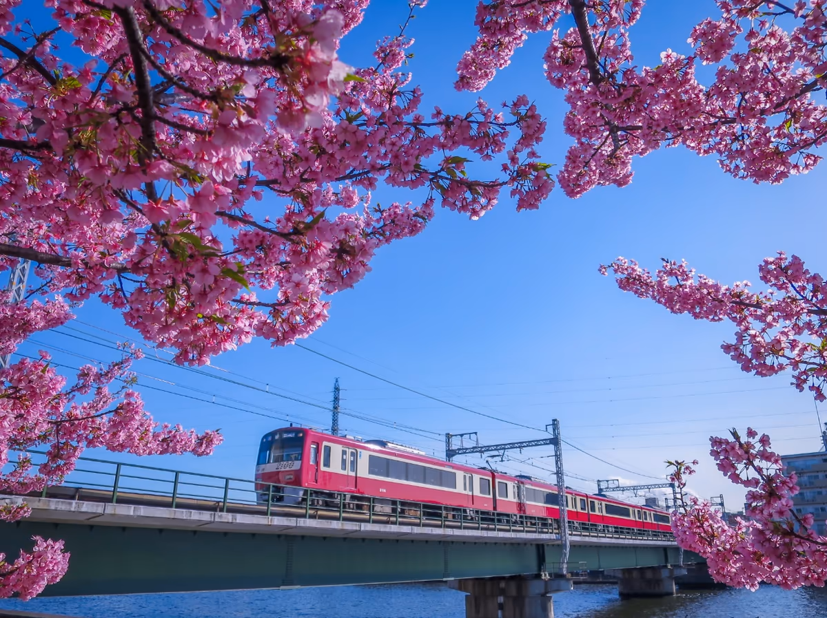 投稿写真：河津桜と京急電車①