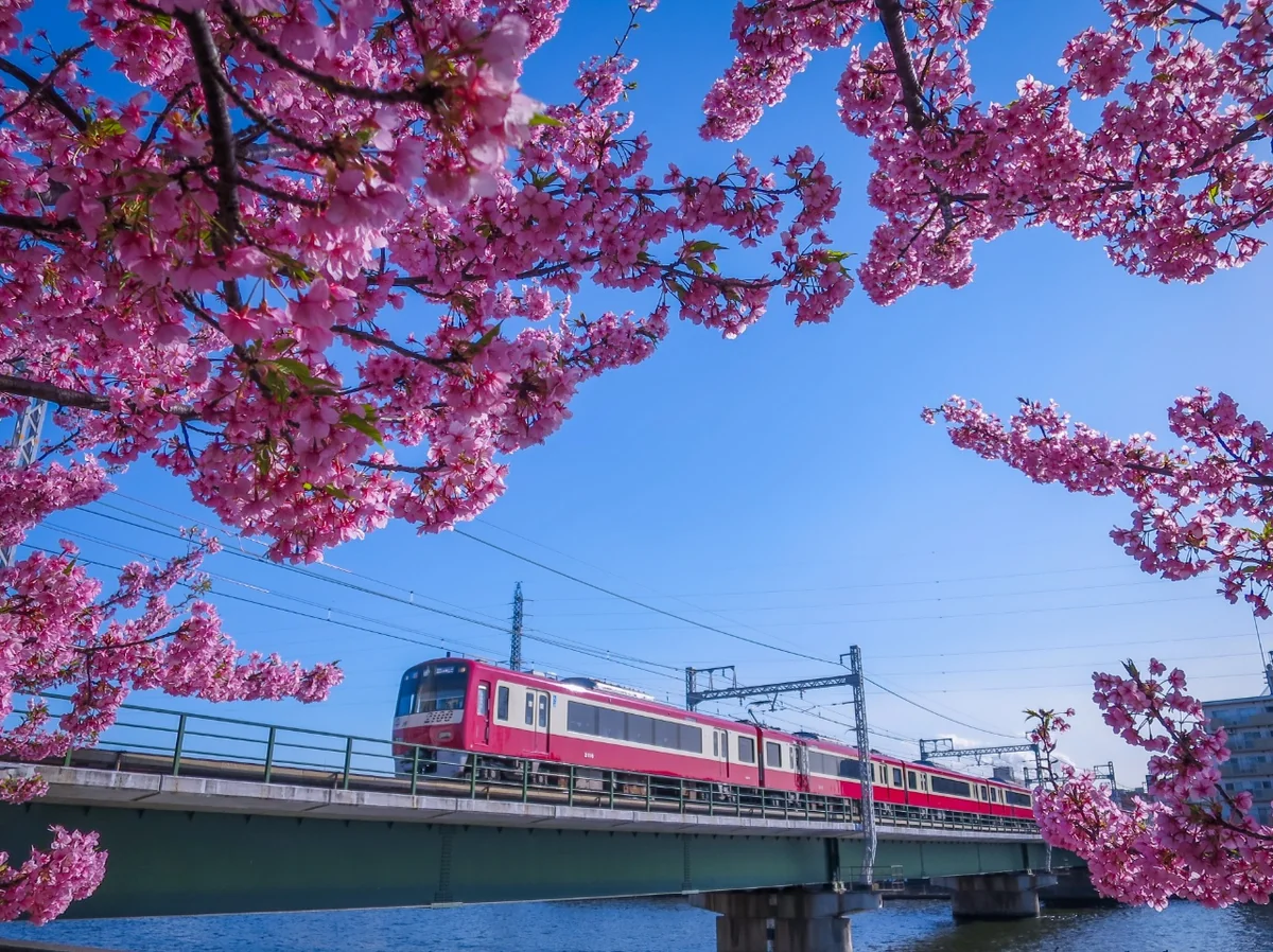 投稿写真：河津桜と京急電車①