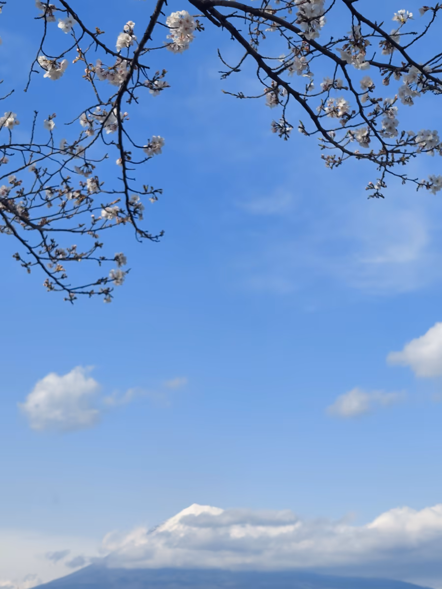 投稿写真：富士山と青空と桜