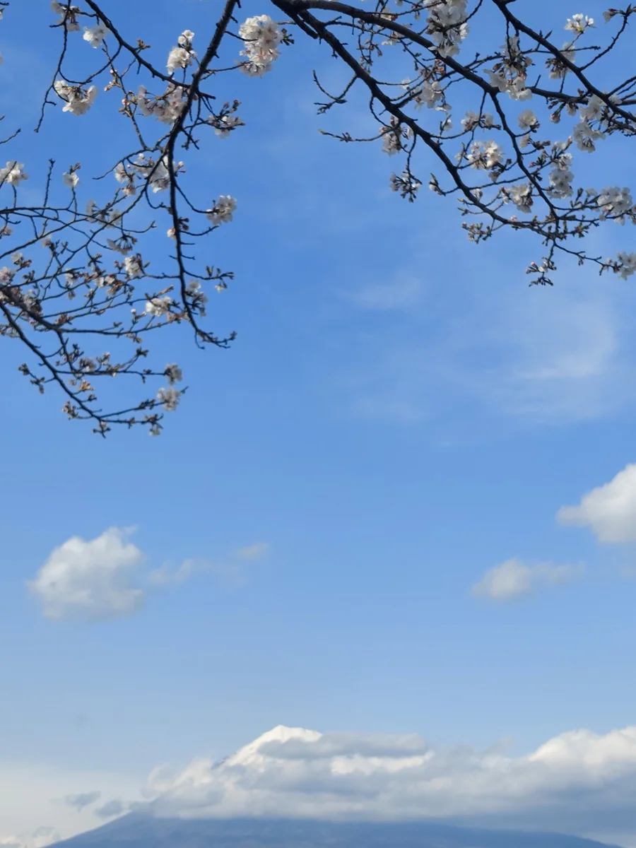 投稿写真：富士山と青空と桜
