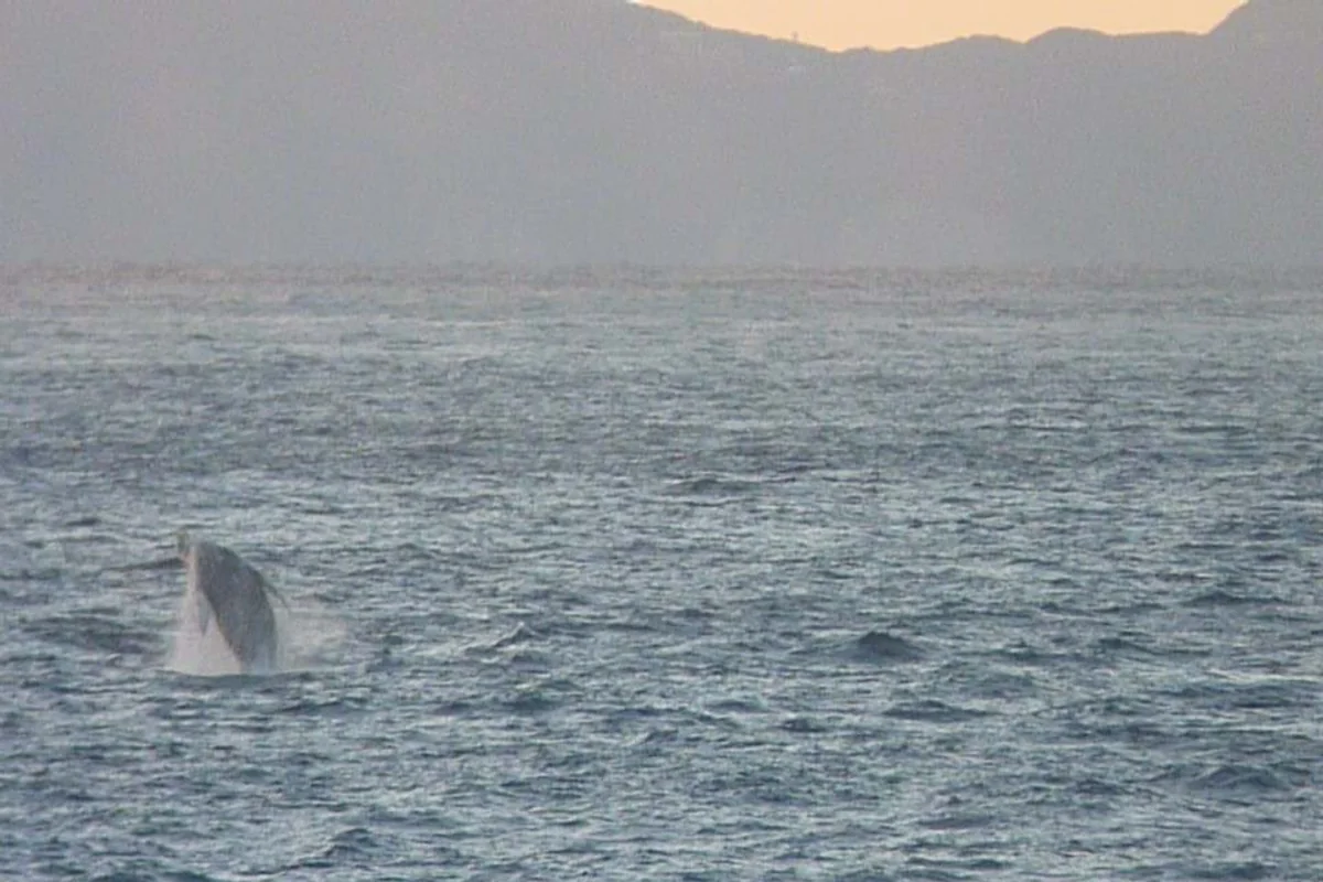 投稿写真：クジラが見れるカフェ