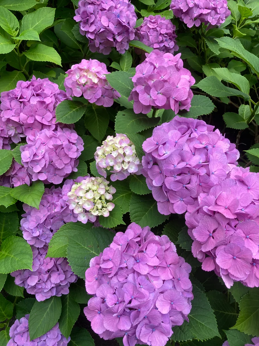 投稿写真：横浜金沢自然園