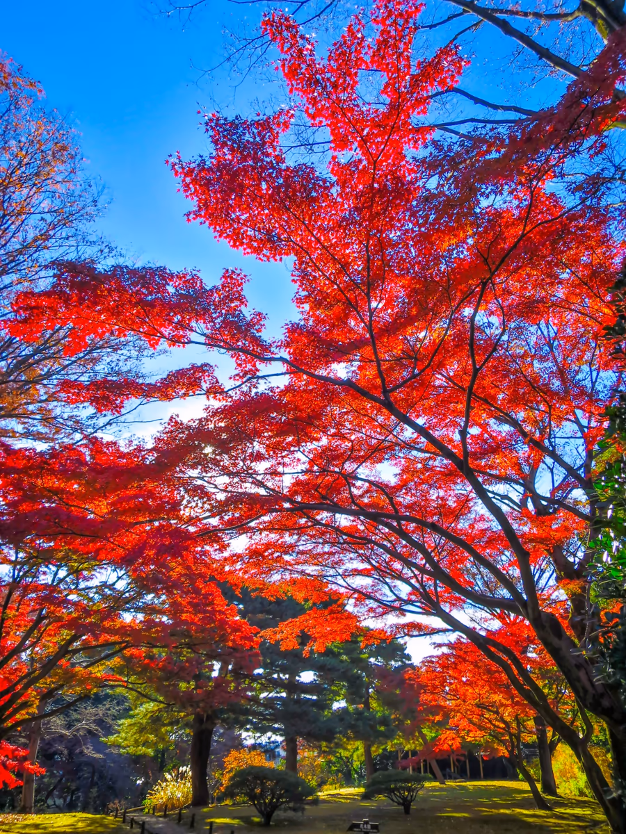 投稿写真：晩秋の日差しに輝くもみじの紅葉