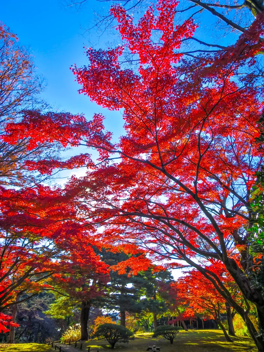 投稿写真：晩秋の日差しに輝くもみじの紅葉