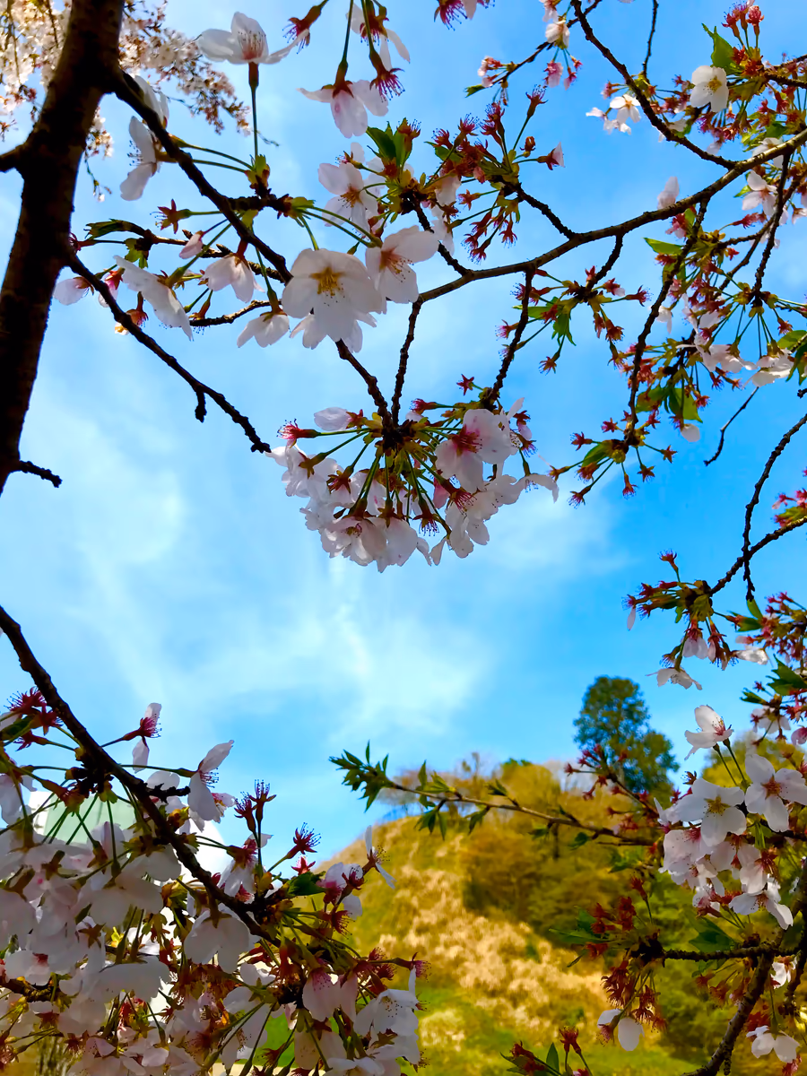 投稿写真：季節が変わる前に