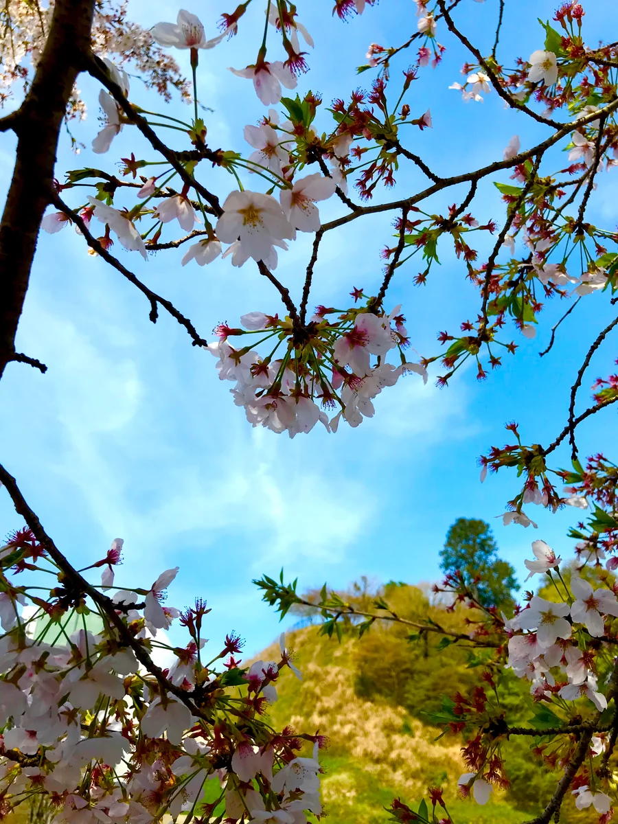 投稿写真：季節が変わる前に