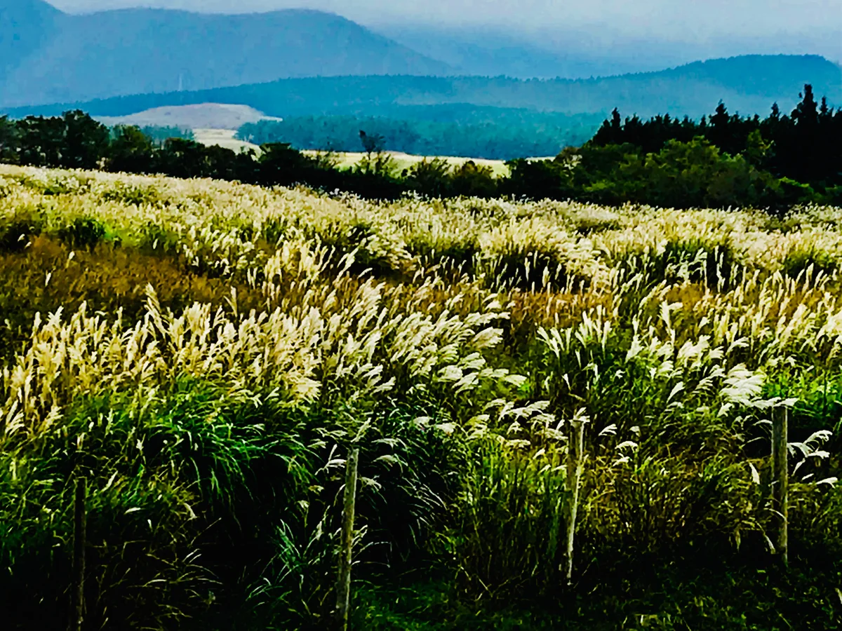 投稿写真：富士の裾野の秋の装い