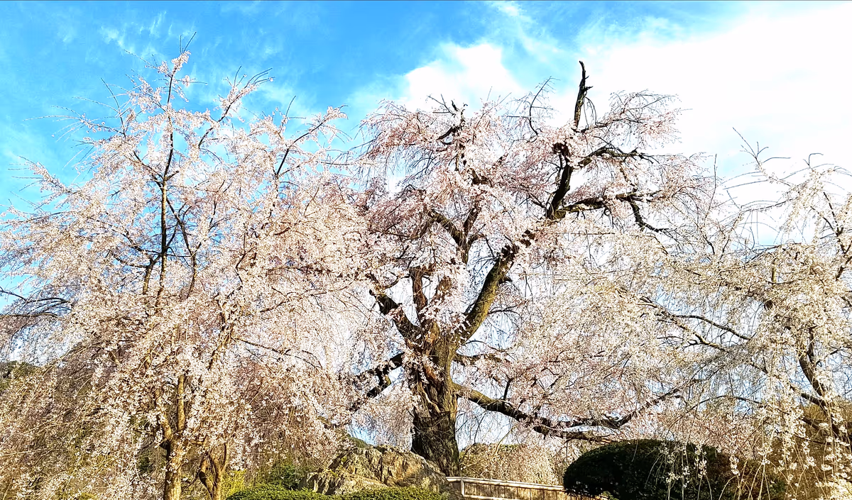 投稿写真：円山公園のしだれ桜