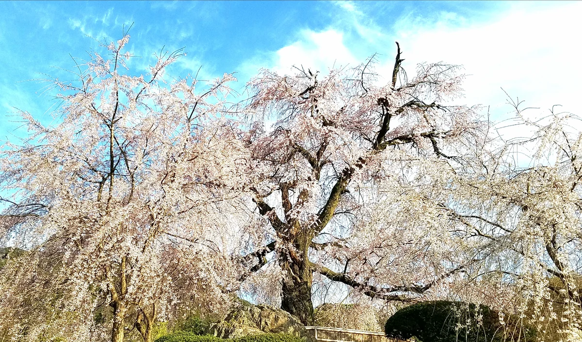 投稿写真：円山公園のしだれ桜
