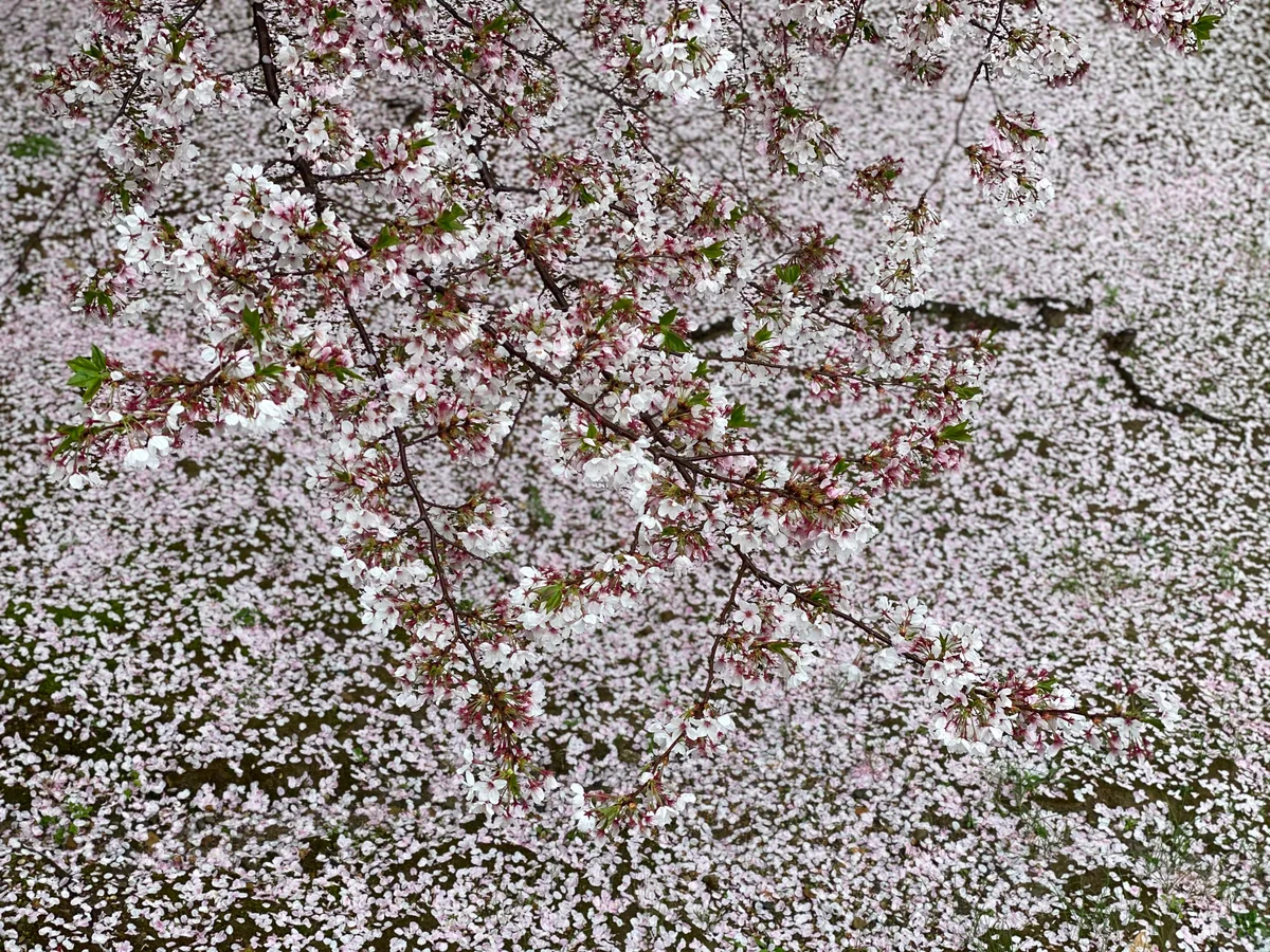 投稿写真：仁和寺の桜