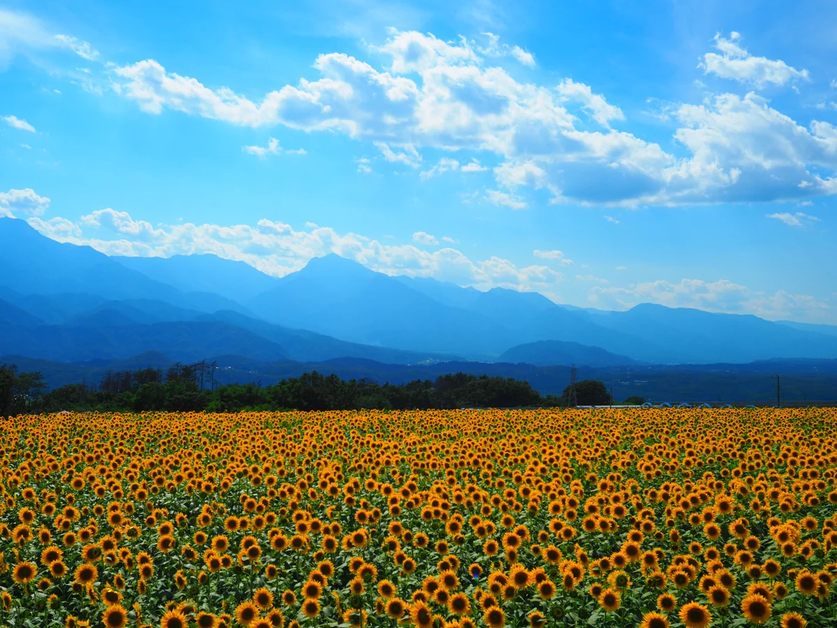 投稿写真：ひまわり畑