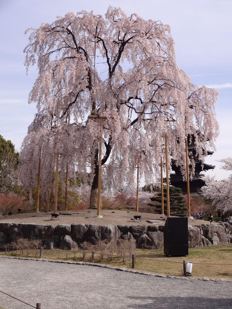 投稿写真：春風駘蕩