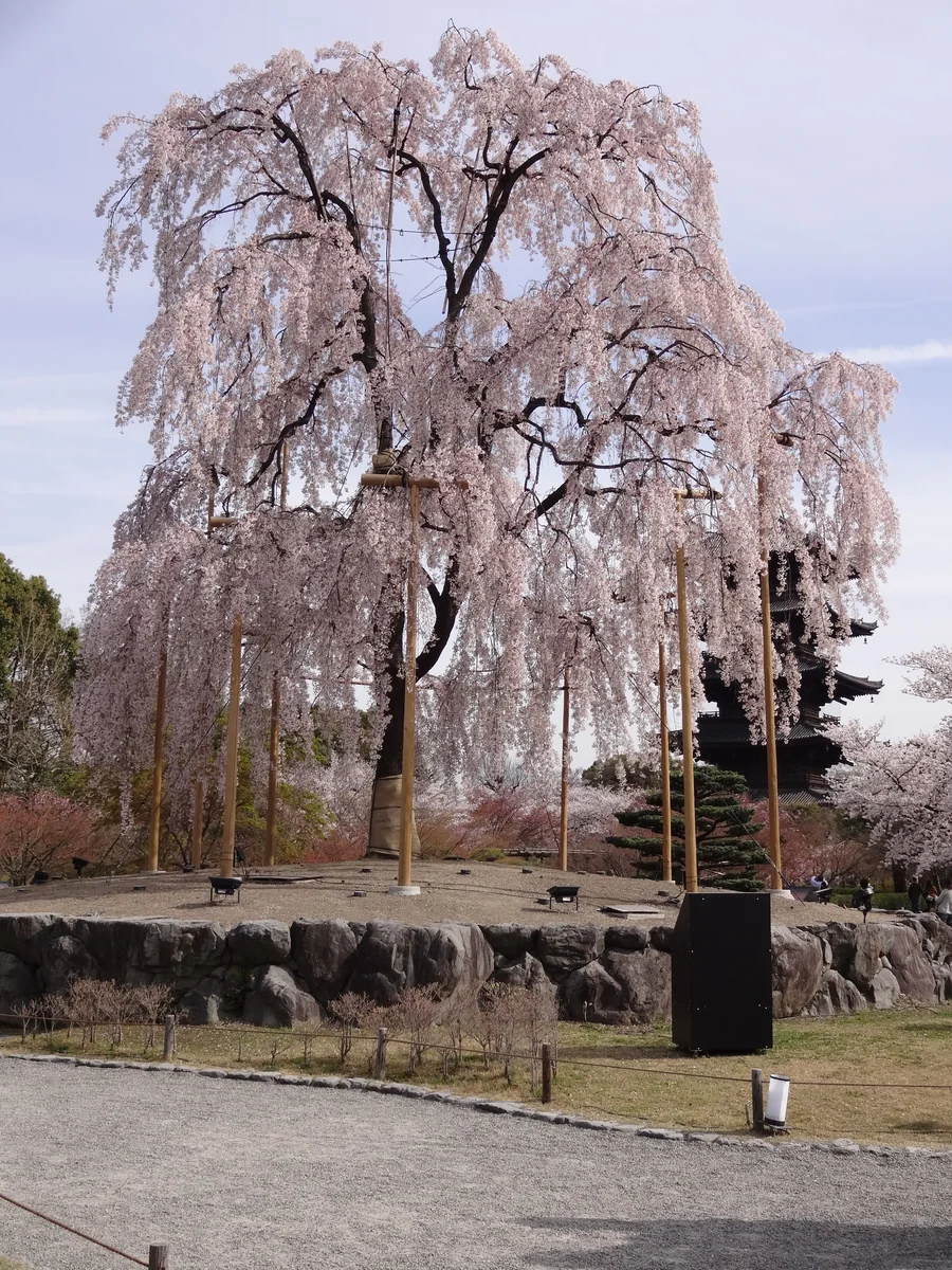 投稿写真：春風駘蕩