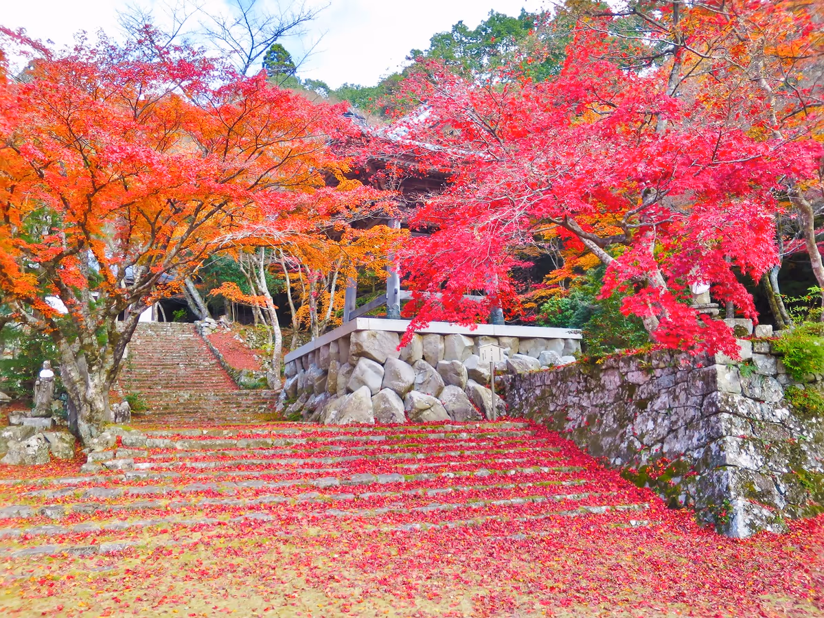 投稿写真：紅葉と落葉の絨毯