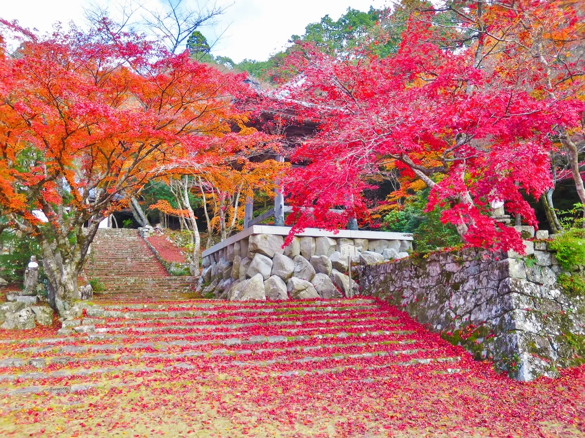投稿写真：紅葉と落葉の絨毯
