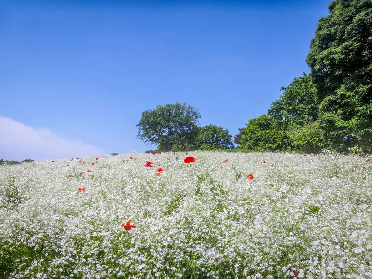 投稿写真：純白のカスミソウ