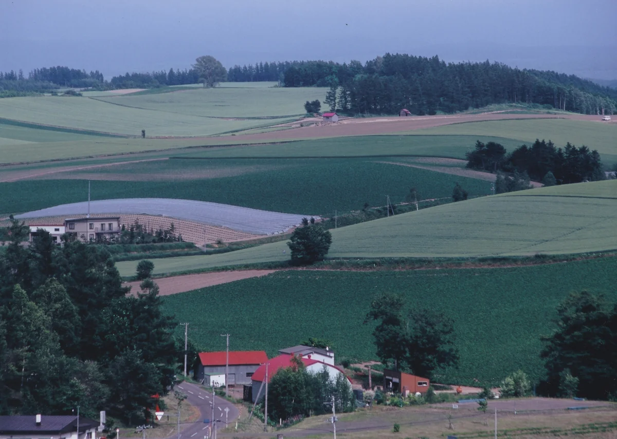 投稿写真：美瑛