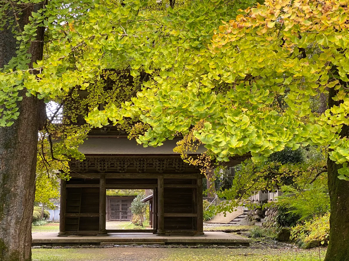 投稿写真：山門と黄葉の競演
