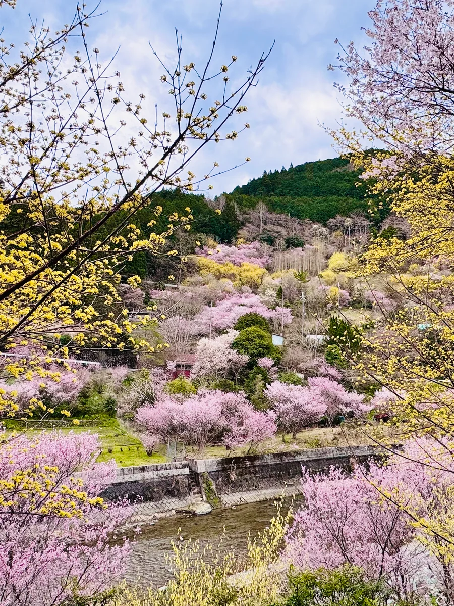 投稿写真：春色🌸桃源郷