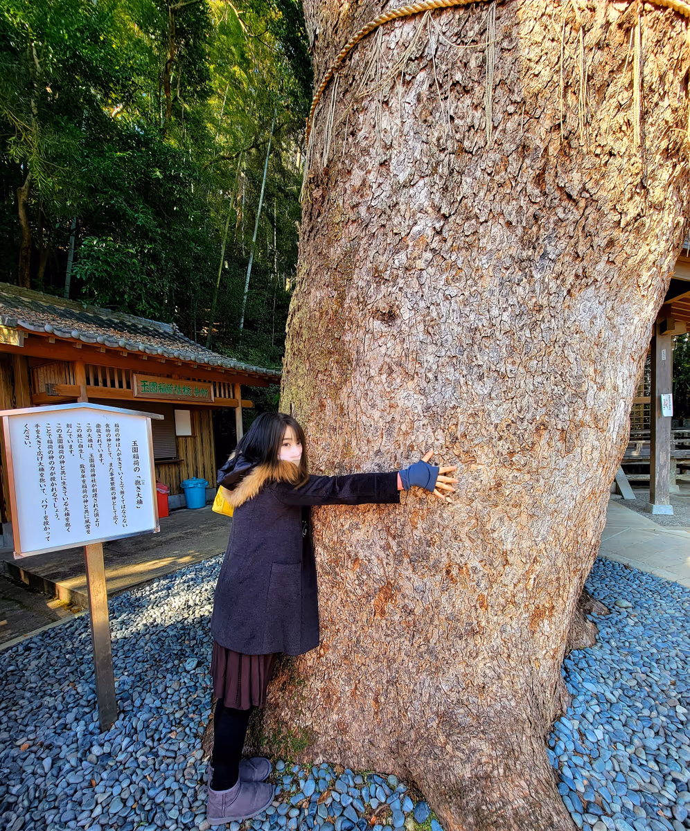 投稿写真：抱き(いだき)大楠