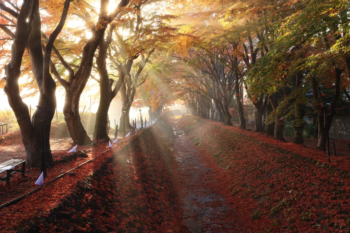 投稿写真：もみじ回廊の貴重な朝