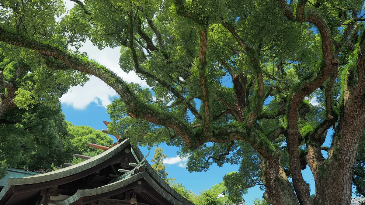 投稿写真：艮神社　大クスノキ