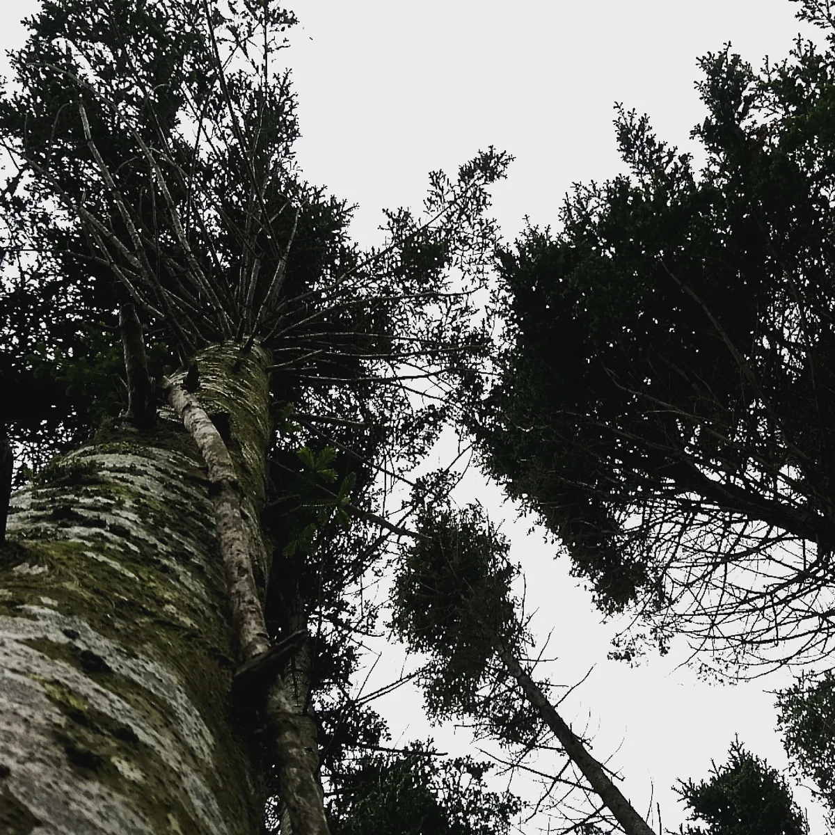 投稿写真：北海道、新冠の森。