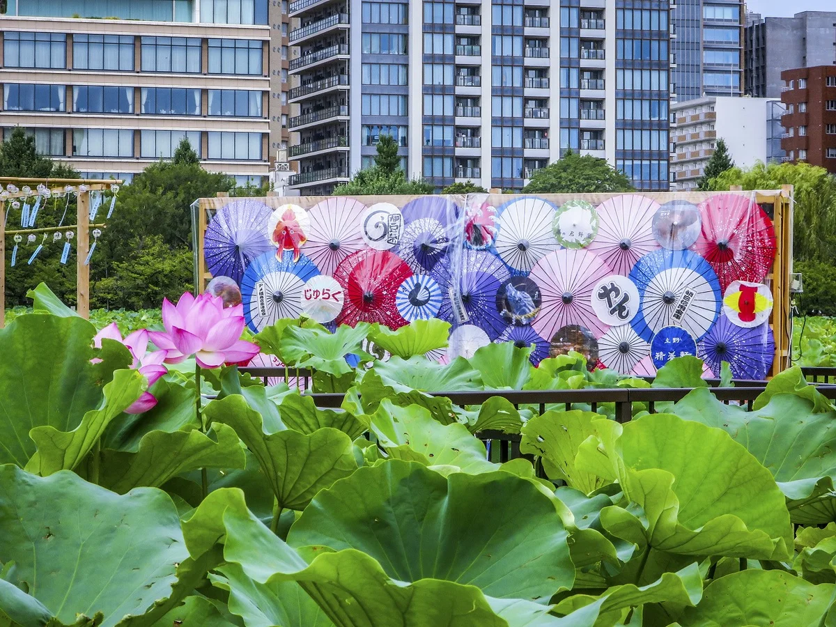 投稿写真：和傘とハスの花