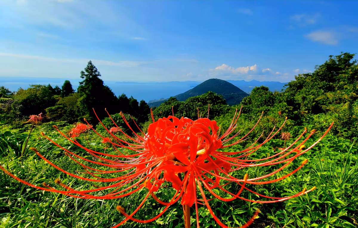 投稿写真：武留路山と曼珠沙華