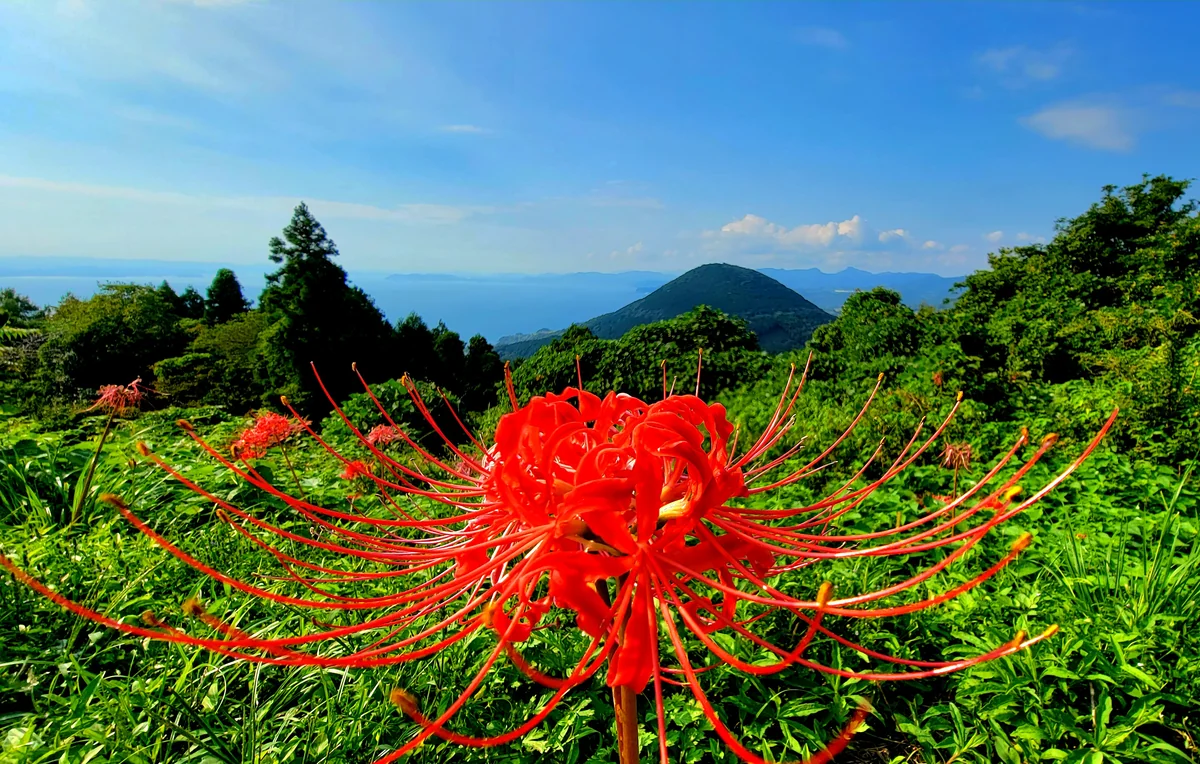 投稿写真：武留路山と曼珠沙華