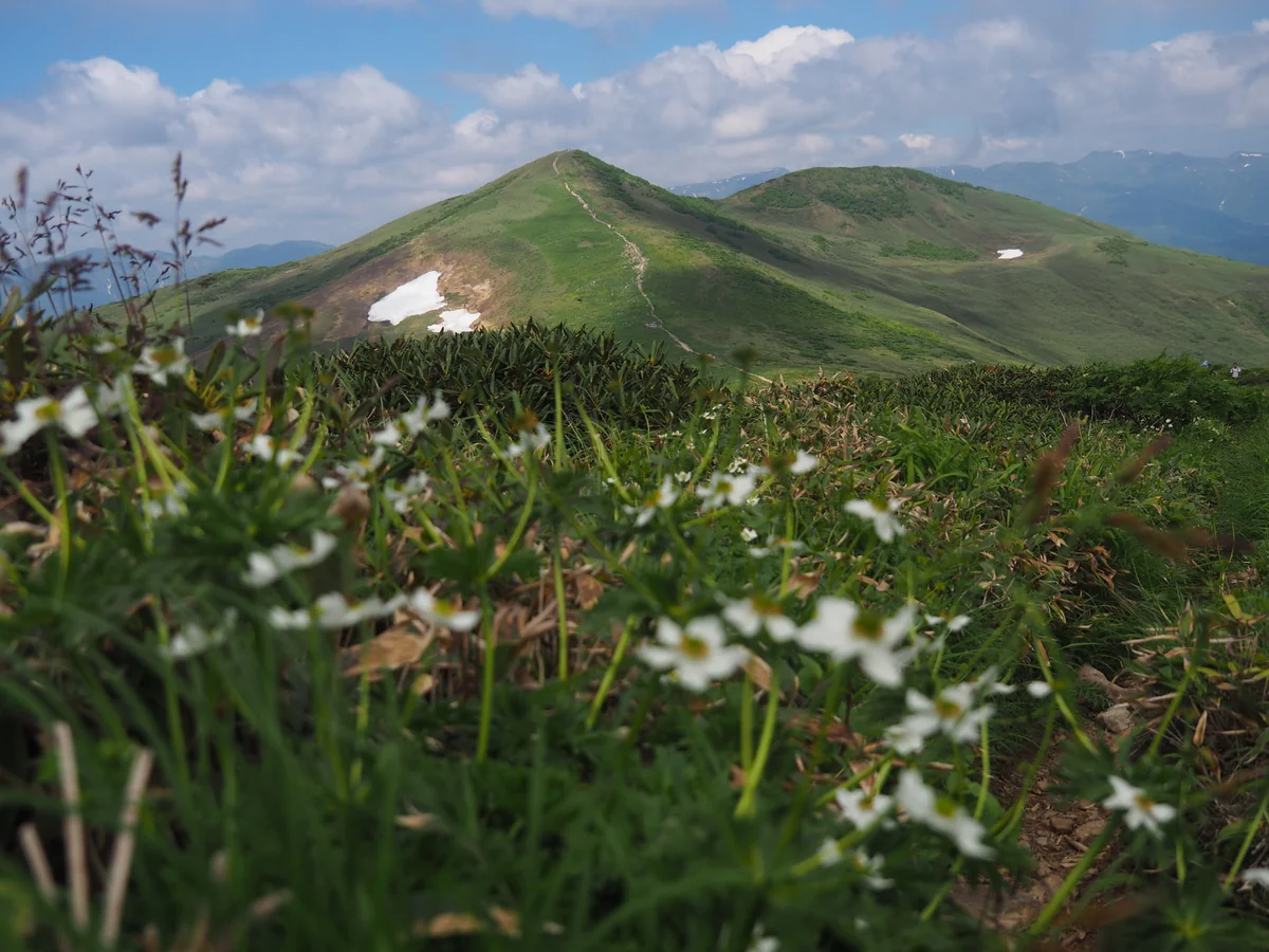 投稿写真：ハクサンイチゲの咲く平標山