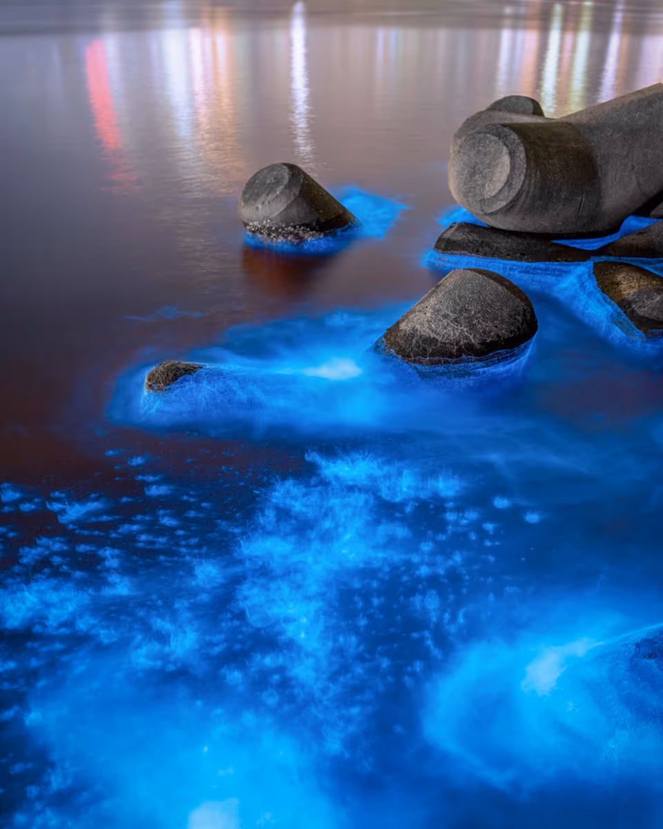 投稿写真：海 光る