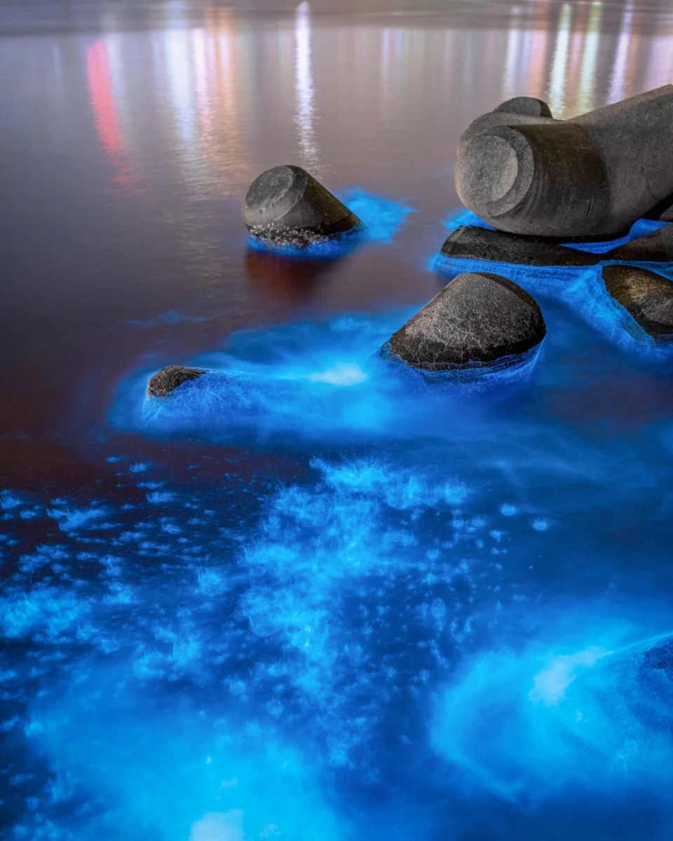 投稿写真：海 光る