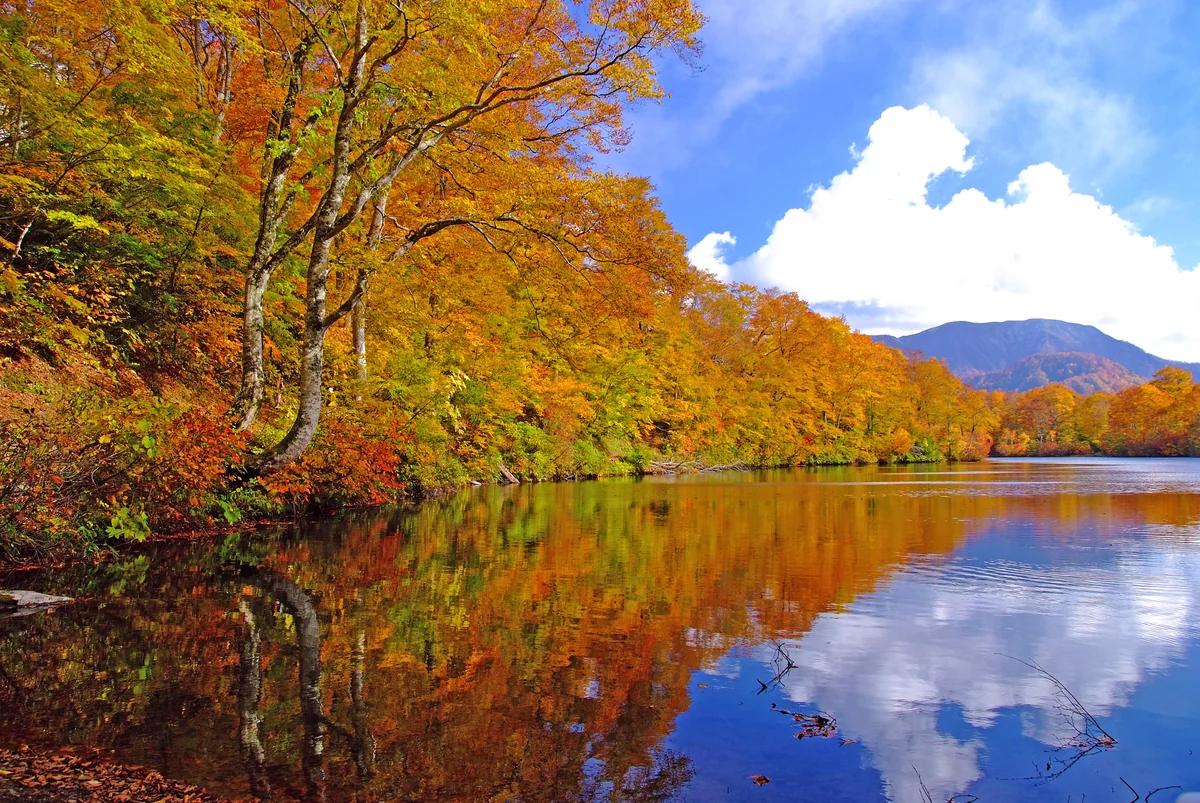投稿写真：鎌池の秋
