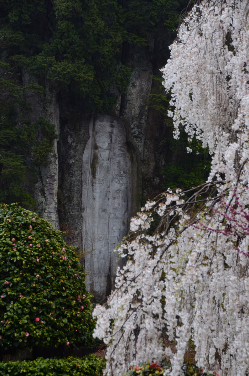 投稿写真：大野寺摩崖仏　桜