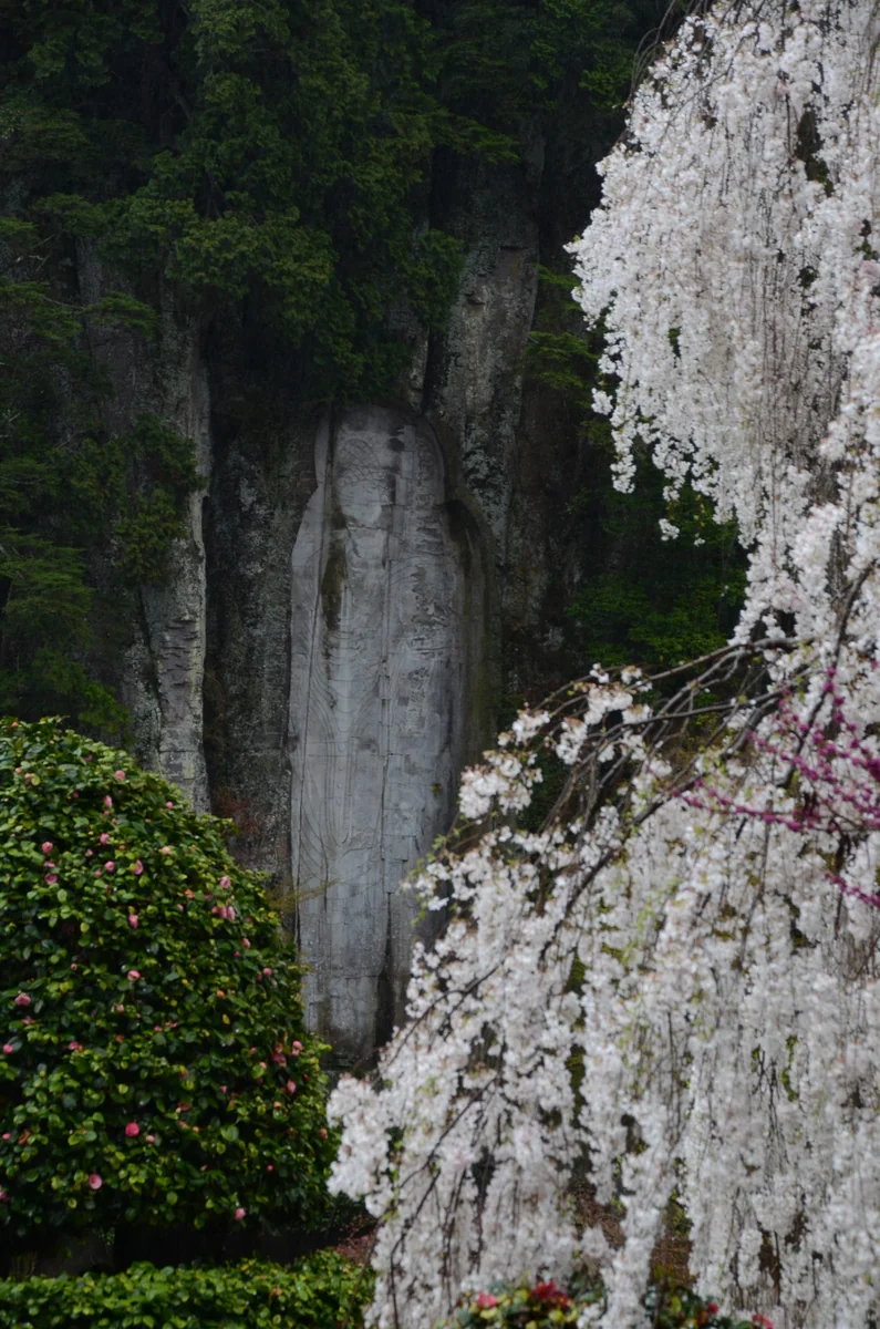 投稿写真：大野寺摩崖仏　桜