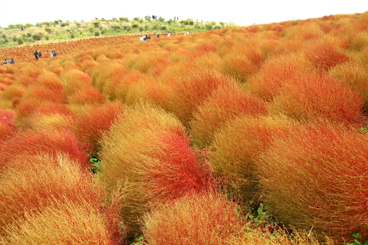 投稿写真：コキア
