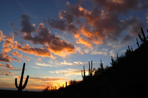 投稿：サワロ国立公園の夕日とサボテン