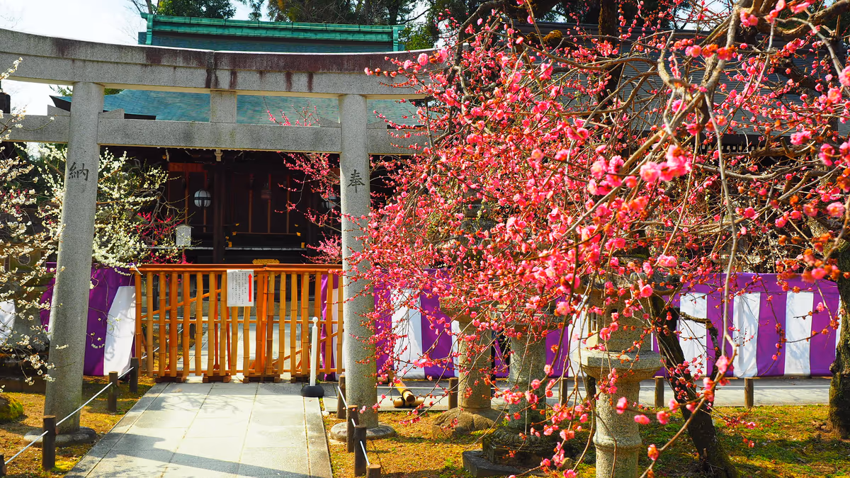投稿写真：北野天満宮　日の当たる紅梅