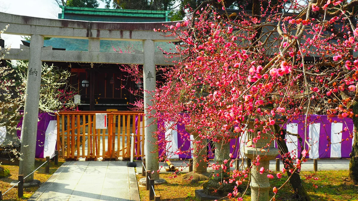 投稿写真：北野天満宮　日の当たる紅梅