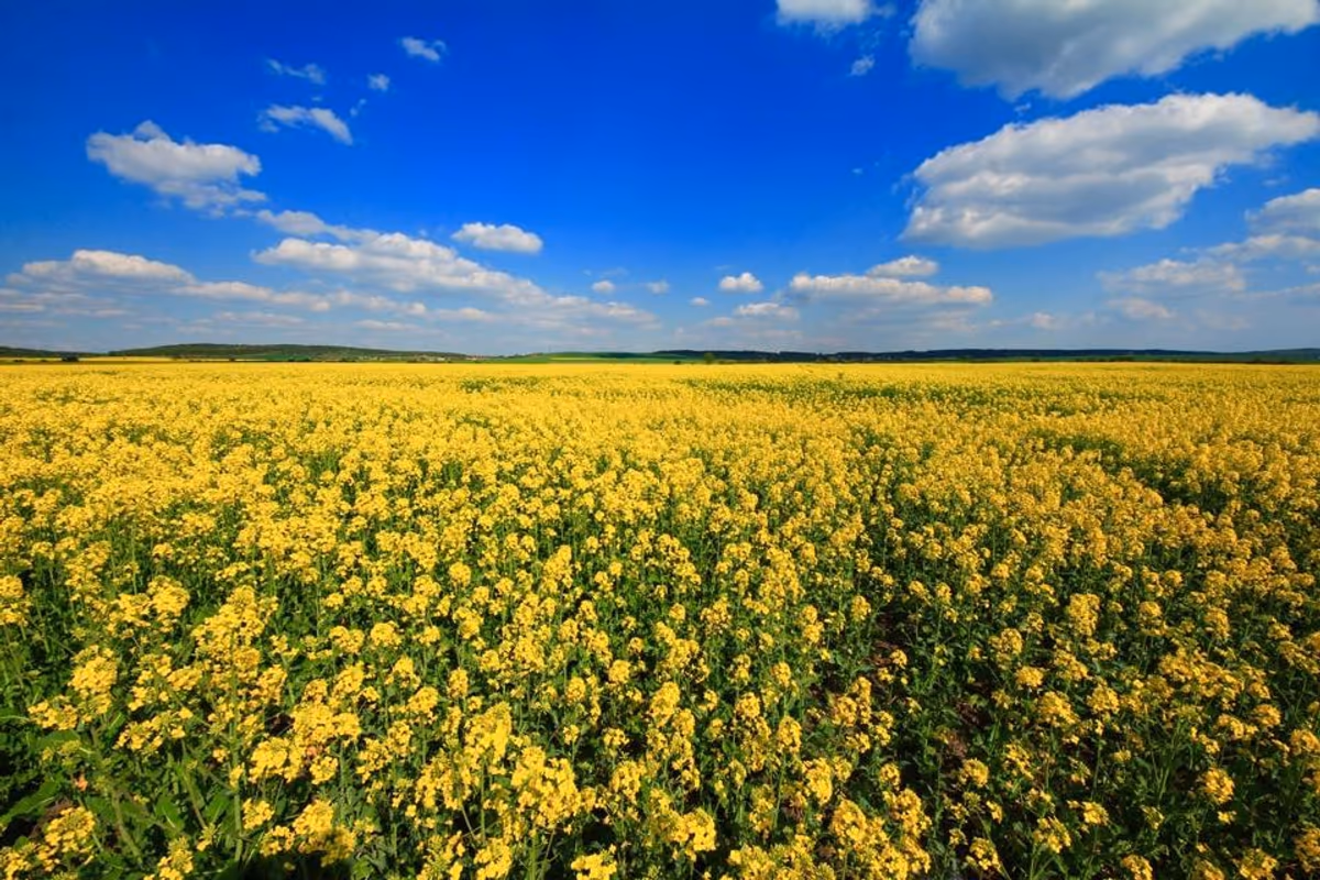 投稿写真：チェコの菜の花畑