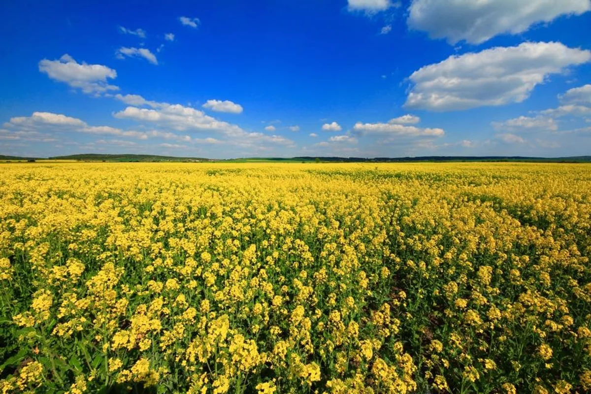 投稿写真：チェコの菜の花畑