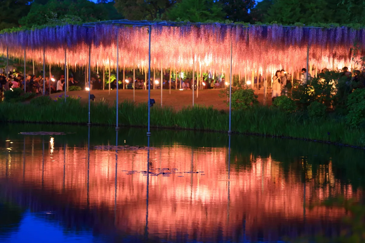 投稿写真：あしかがフラワーパークの藤棚夜景