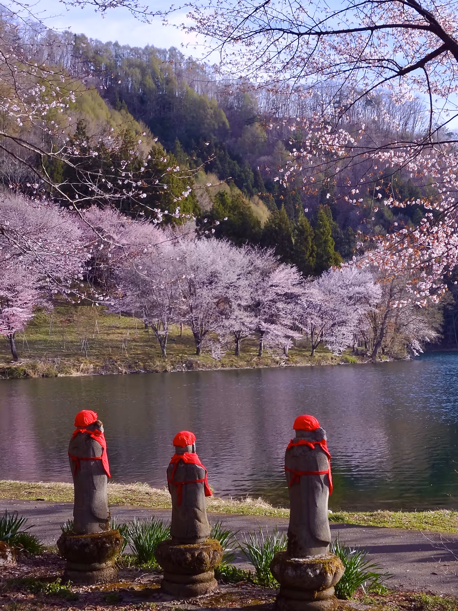 投稿写真：中綱湖畔の大山桜を見つめる三人衆