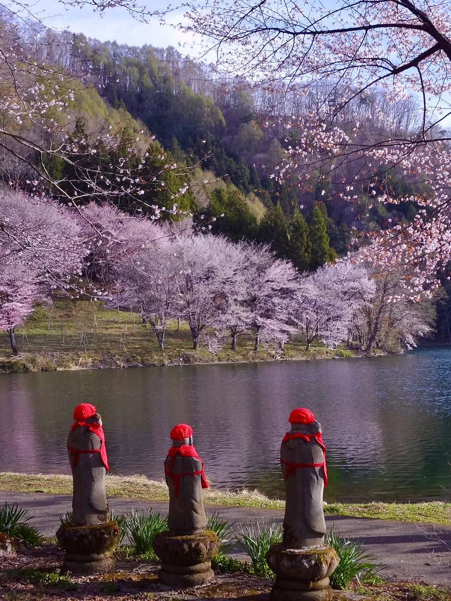 投稿写真：中綱湖畔の大山桜を見つめる三人衆