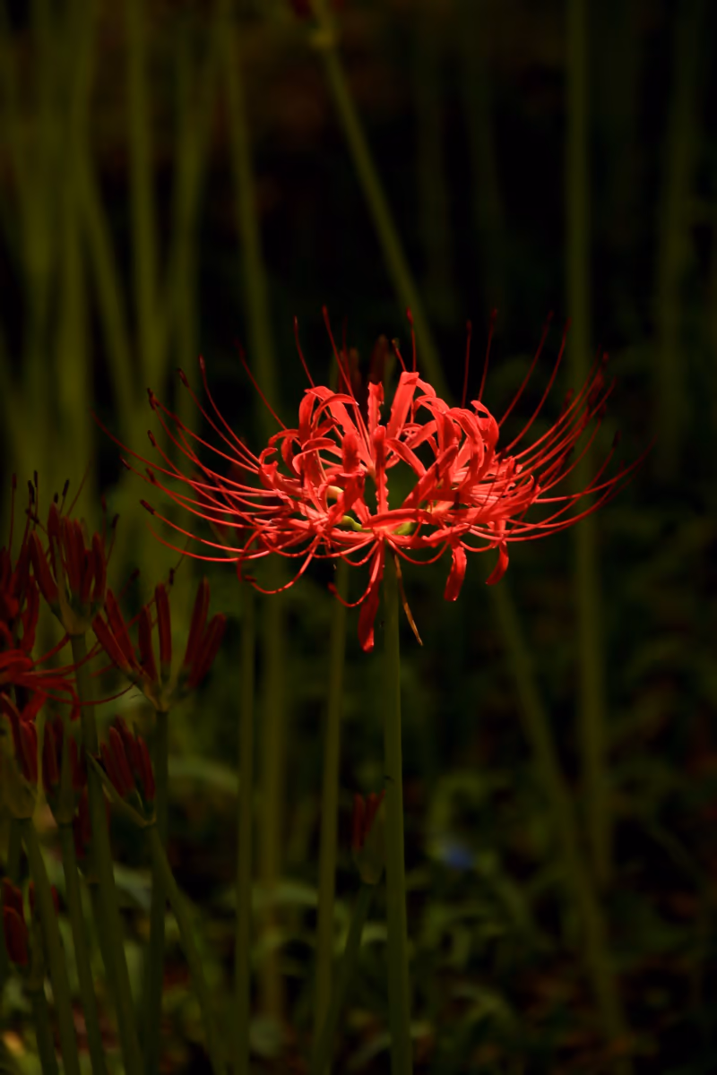 投稿写真：曼珠沙華
