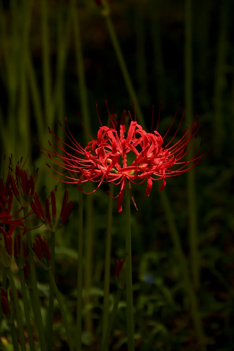 投稿写真：曼珠沙華